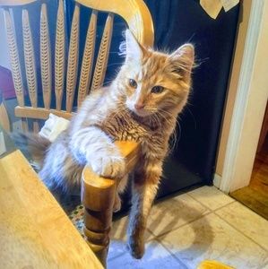 Meet your Posher, Leviena